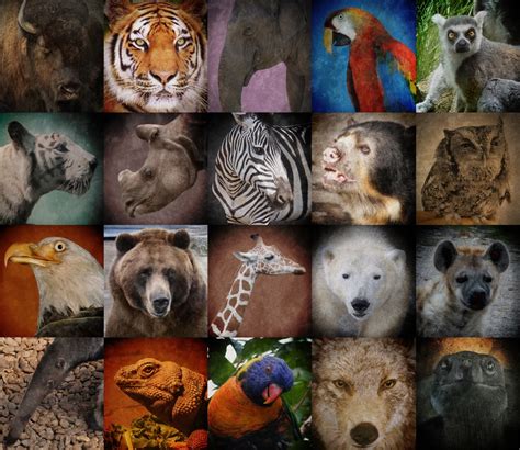 A World Of Endangered Animals 2025 𝚆𝚊𝚝𝚌𝚑 On Smart TV
